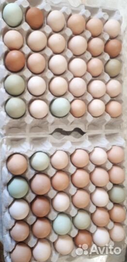 Яйцо инкубационное