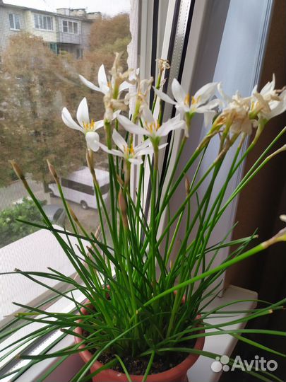 Зефирантес выскочка