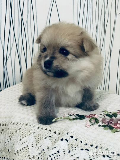 Щенки шпица