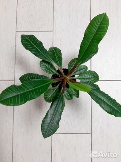 Молочай эуфорбия