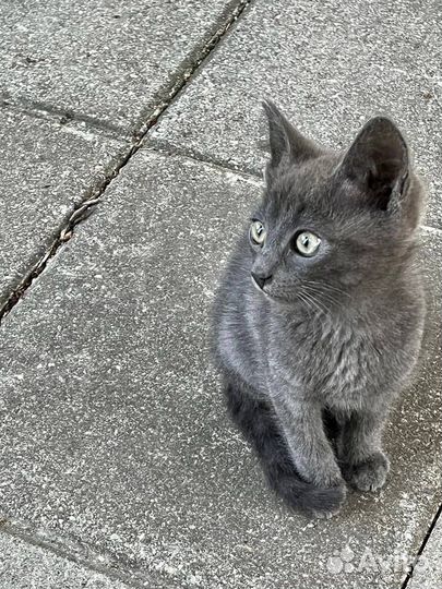 Серый красавчик в добрые руки