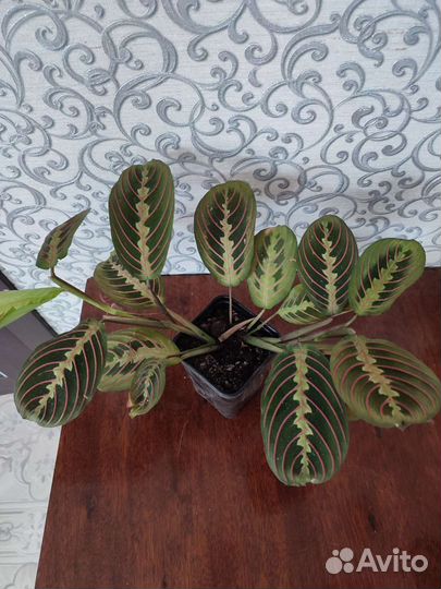 Маранта цветок