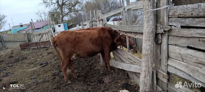 Коровы и бычок