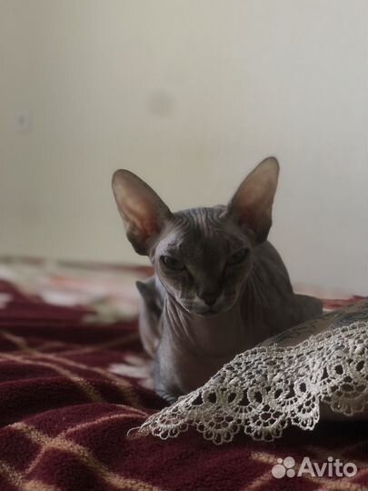 Кошка