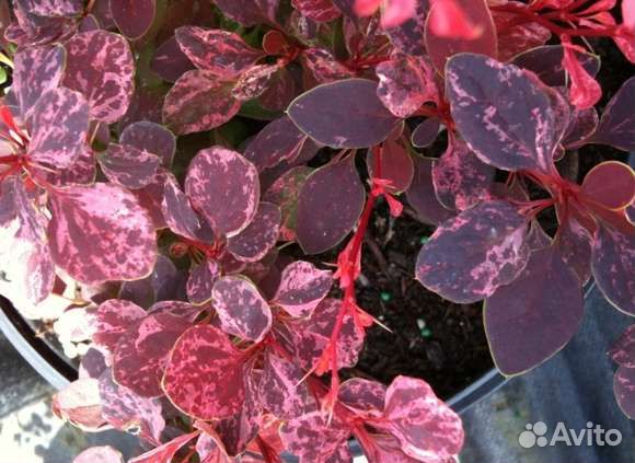 Барбарисы, ракитник BoskoopRuby, спиреи