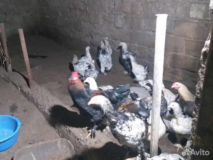 Куры и петухи брама