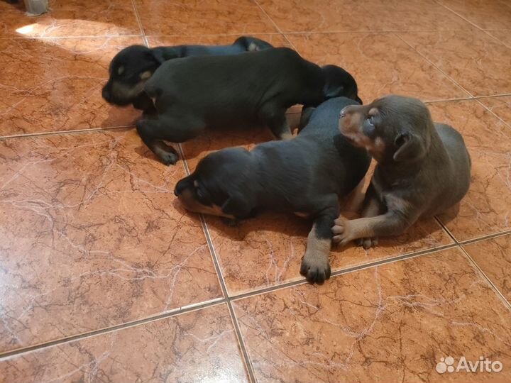 Продам щенков доберманов