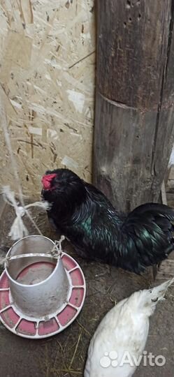 Продам петухов