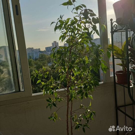 Фикус бенджамина большой