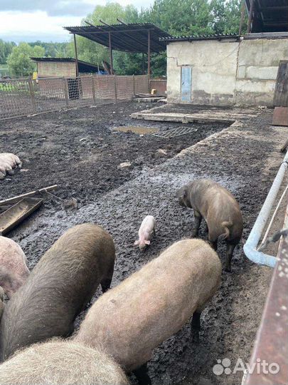 Поросята