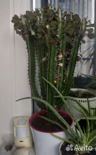 Молочай треугольный (Эуфорбия Тригона) Рубра