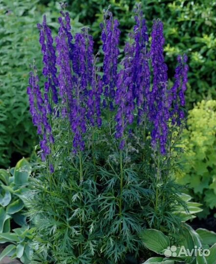 Многолетники садовые цветы