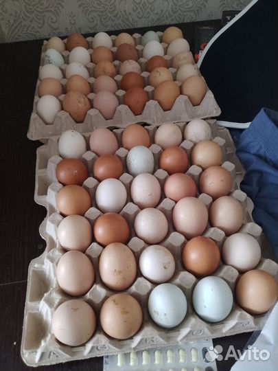 Инкубационное яйцо кур несушек