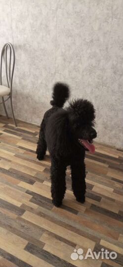 Передержка