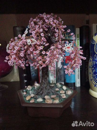 Сакура деревце