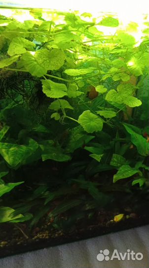 Аквариумное растение