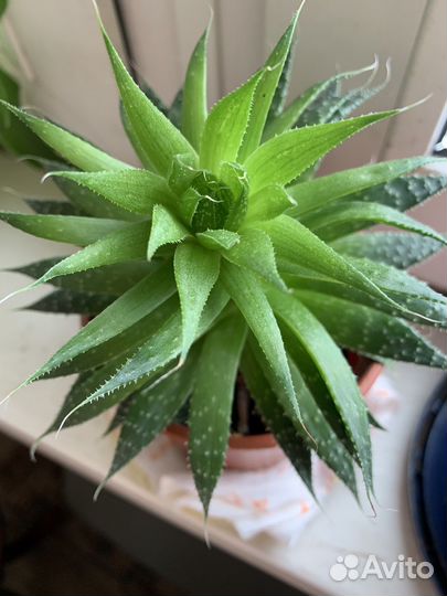 Суккуленты. Комнатные растения