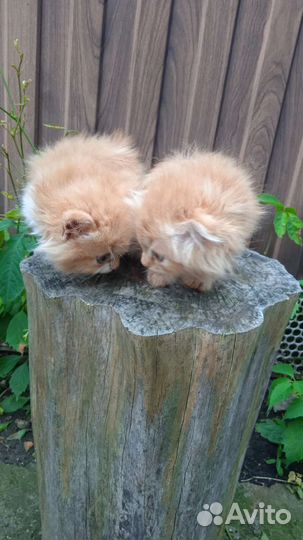 Кошки и коты