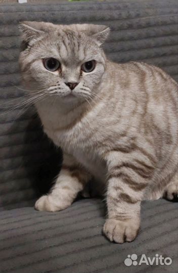 Шотландская вислоухая