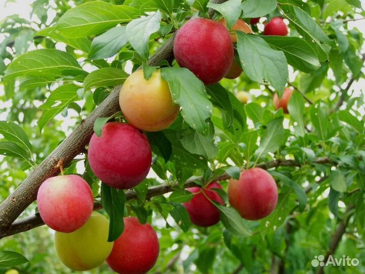 Алыча Путешественница саженцы