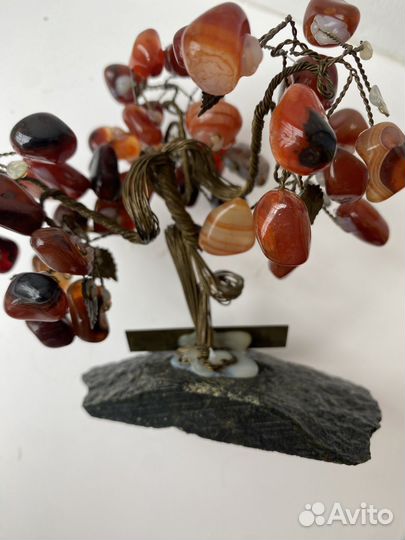 Денежное дерево