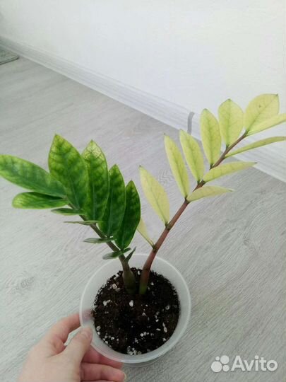 Замиокулькас Вариегатный Акебоно