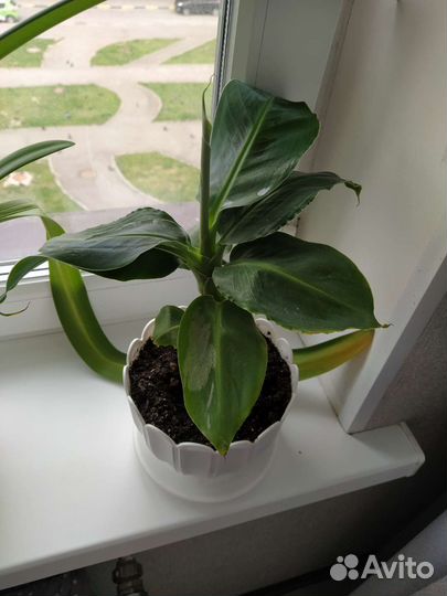 Банан комнаты Муса