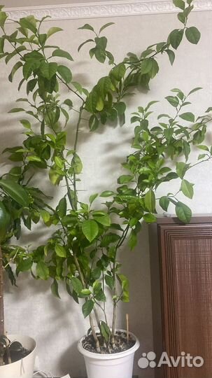 Лимонное дерево