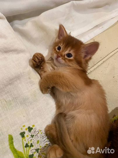 Сомалийские лисички