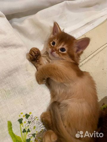 Сомалийские лисички