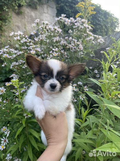 Папийон щенки