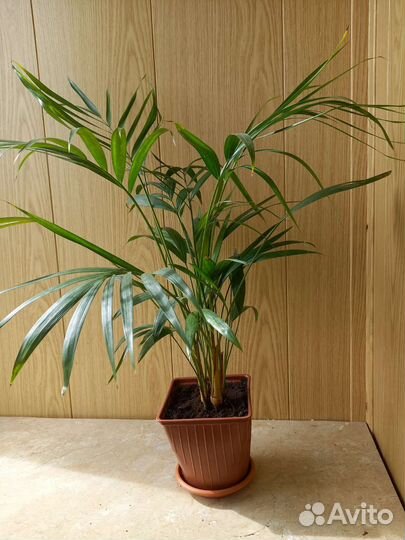 Пальма Арека,веерная пальма,Хамедорея