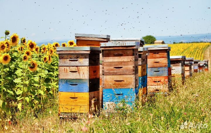 Мед натуральный с Алтая опт
