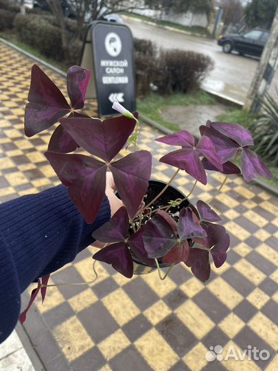 Домашние и уличные растения