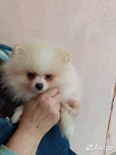 Щенок померанского шпица