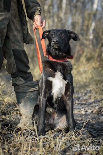Очень красивая собака в добрые руки