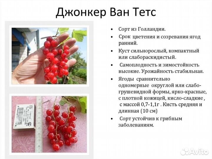 Саженцы смородины