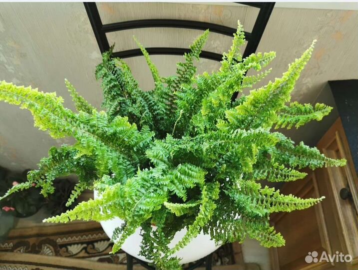 Папоротник кудрявый