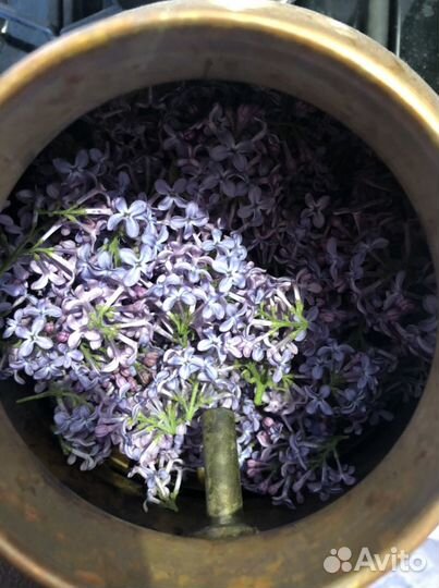 Гидролат сирени