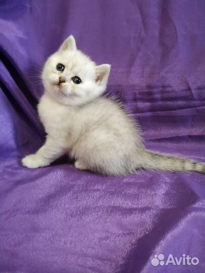 Серебристая шиншилла