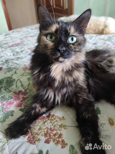 Кошка бесплатно