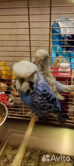 Волнистый попугай ввп чех