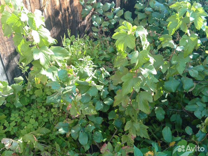 Саженцы смородины, крыжовника, жимолости