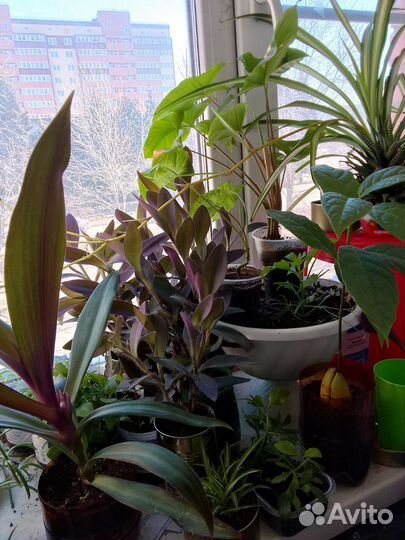 Сингониум, традесканция, каланхоэ, хлорофитум