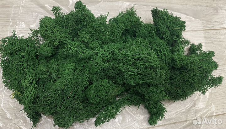 Листья орхидеи, стабилизированный мох