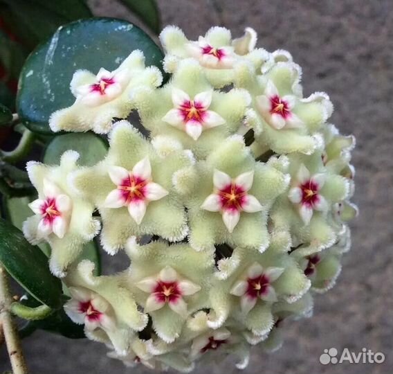 Хойя взрослая