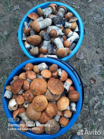 Грибы подосиновики