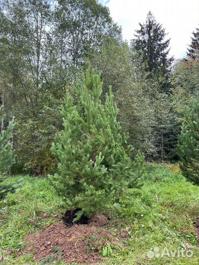 Ели и сосны 2,5 метра