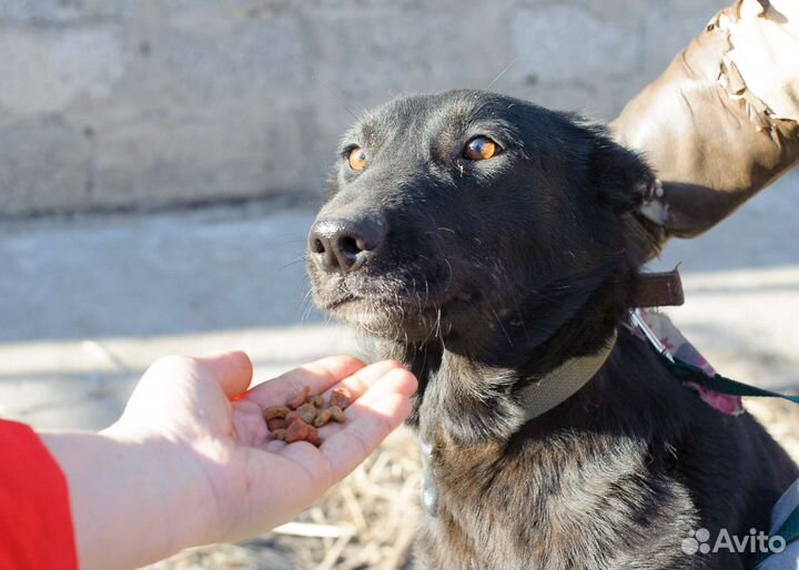 Багира. Собака бесплатно