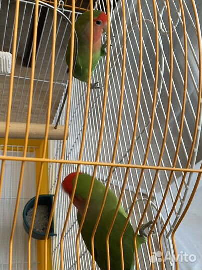 Попугай неразлучники